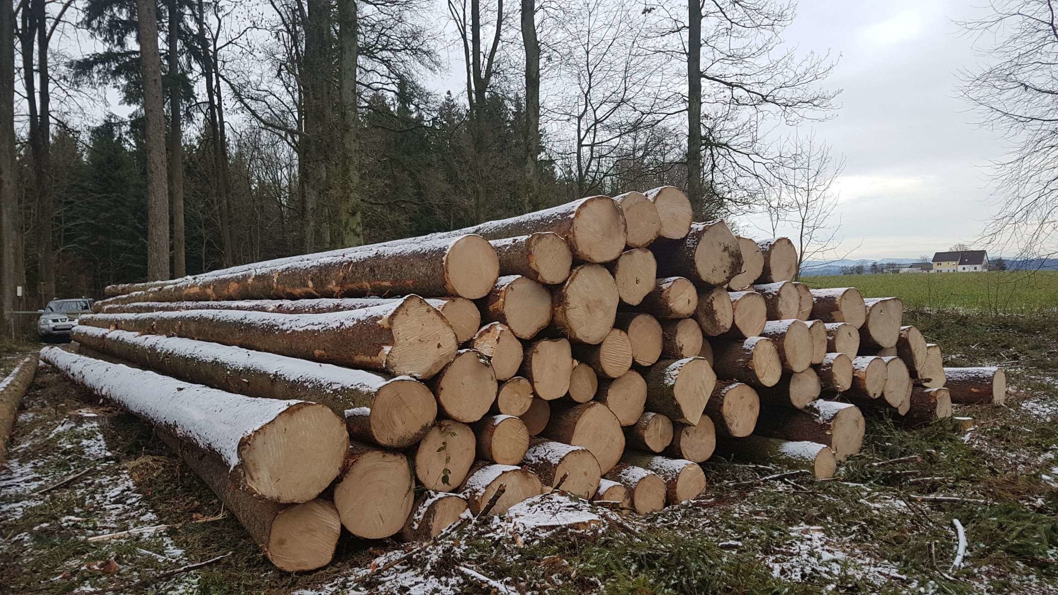 Holz von Forstservice Kram
